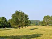 Vue sur les prairies de bord de Loire au sud d'Ingrandes