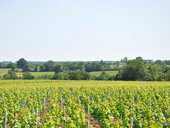 Vue sur les vignes près de Château Thébaud