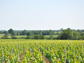 Vue sur les vignes prs de Chteau Thbaud