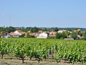 Vue sur les vignes  la Bouteille