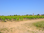 Vue sur le bourg depuis les vignes au sud