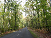 Vue sur la route traversant la forêt d'Ancenis