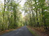 Vue sur la route traversant la fort d'Ancenis