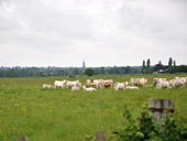 Vue de Vue depuis les prairies humides de Buzay