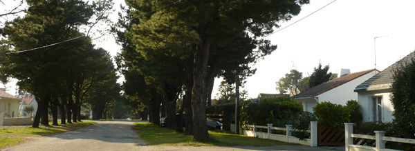 Alignement de cyprs sur une avenue  Tharon