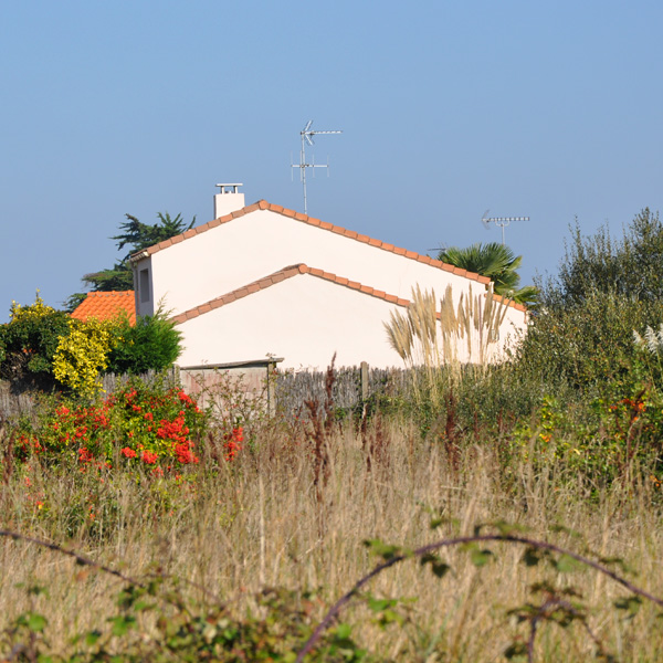 Enfrichement par espces vgtales invasives dune ancienne pture