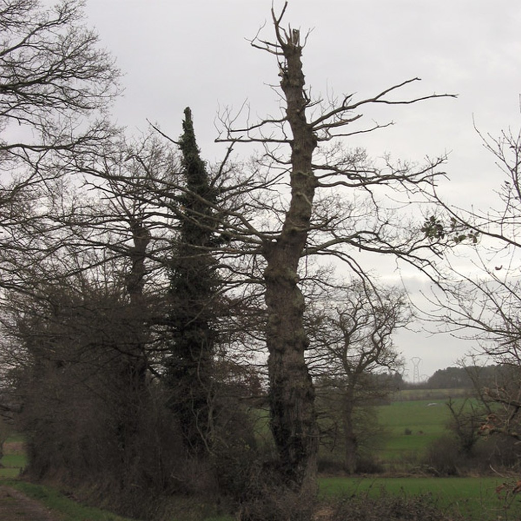 Haie de ragosses (arbres taills  mme le tronc)