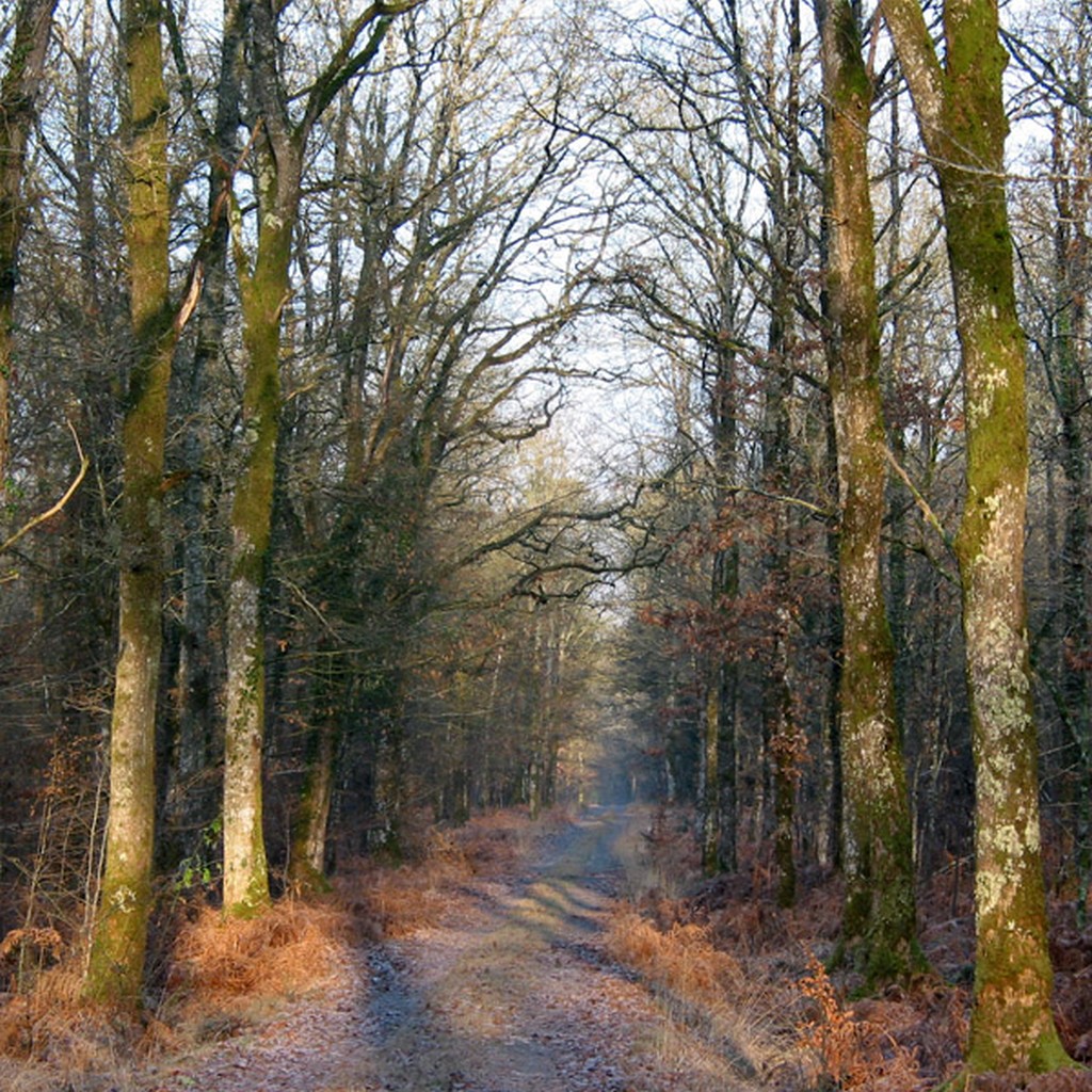  Ambiances d'alle forestire