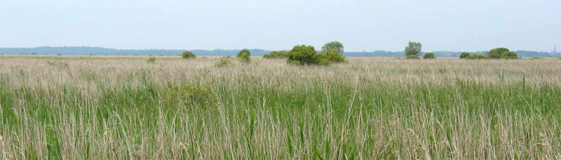 Les roselires du marais indivis de Brire