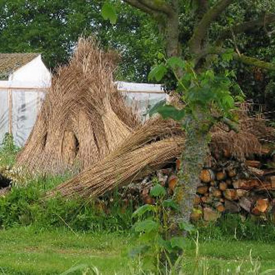 Chaumes de roseaux stocks pour les toitures