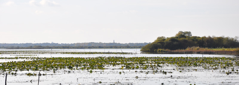 Le lac, un jardin deau, un paysage qui se distingue par sa faune et sa flore