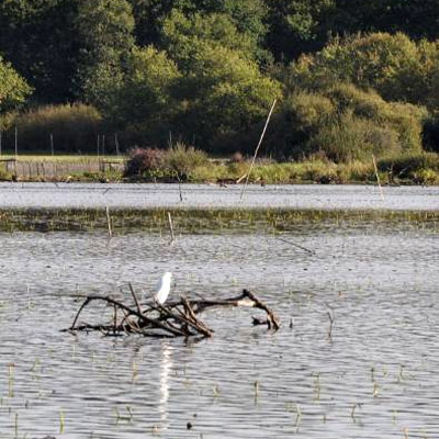 Cordon bois de saules qui enchsse le lac