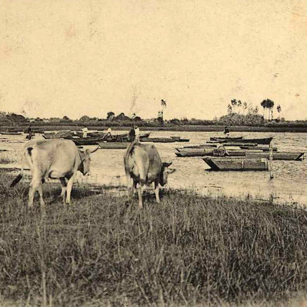 Pche et pture au bord du lac de Grandlieu (Archives dpartementales