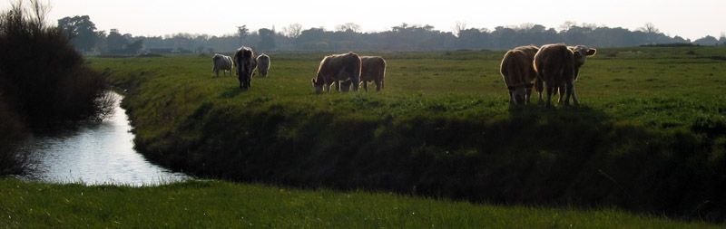 Un paysage agricole original