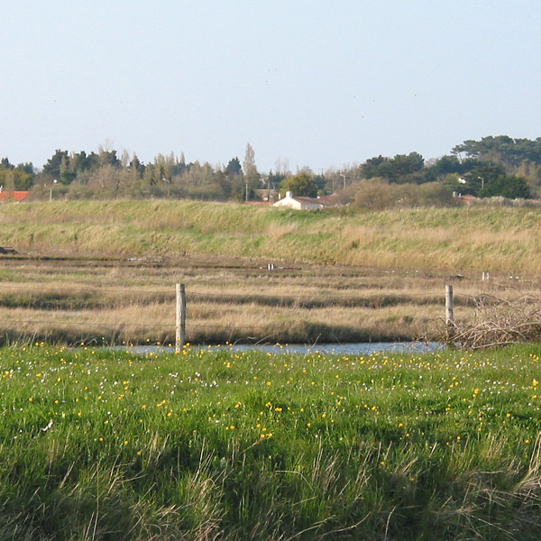 Un paysage horizontal ouvert o se dessine en creux un labyrinthe deau