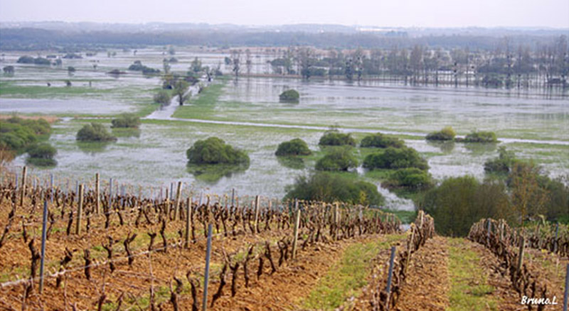 Vue sur le marais de Goulaine depuis les coteaux viticoles ( Bruno LANDRY)