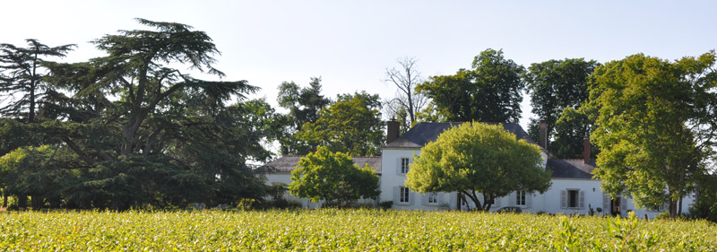 Chteau et parc dans son domaine viticole au bord du marais