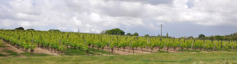 Enclave viticole ouvrant localement le paysage