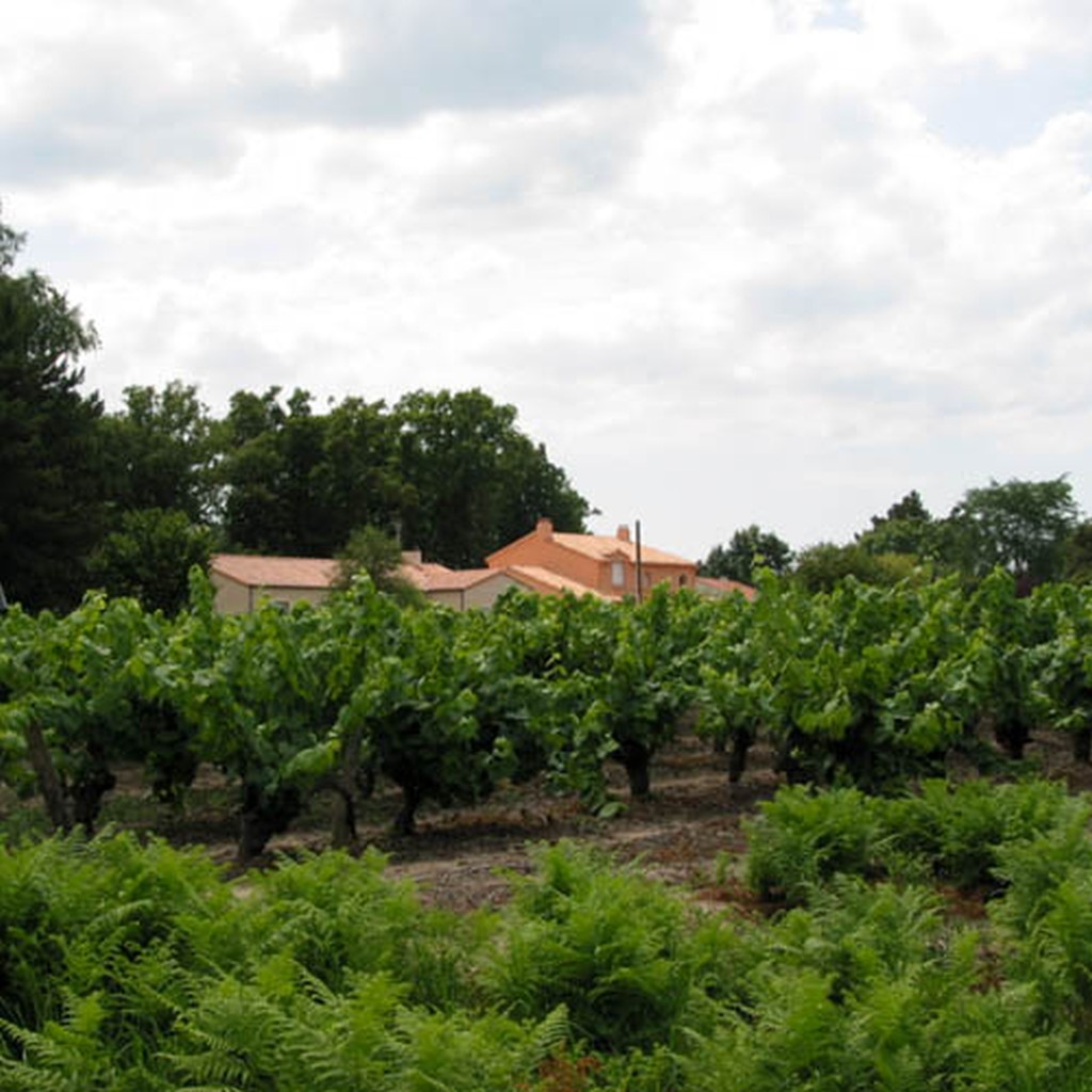 Des clairires urbaines viticoles (Saint Aignan de Grandlieu)