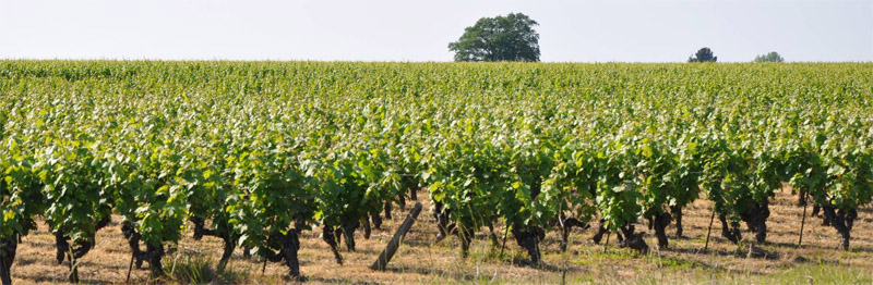 Paysage viticole typique du cœur de vignoble