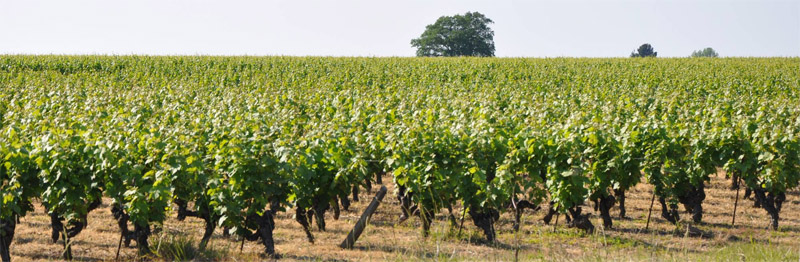 Paysage viticole typique du cur de vignoble