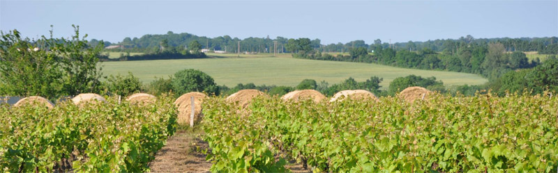 Un paysage hybridant les caractères du vignoble et du bocage