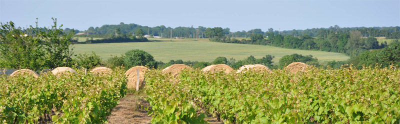 Un paysage hybridant les caractères du vignoble et du bocage Un paysage hybridant les caractères du vignoble et du bocage