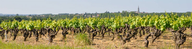 Un plateau viticole incliné qui met en valeur la ligne d’horizon et ses repères