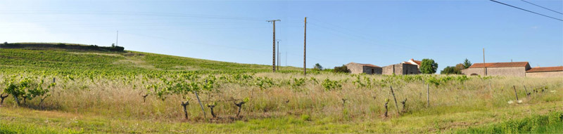 Un bâti qui se place en interface entre vigne et marais Un bâti qui se place en interface entre vigne et marais