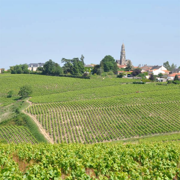 Paysage viticole ondulé des coteaux de Saint Fiacre