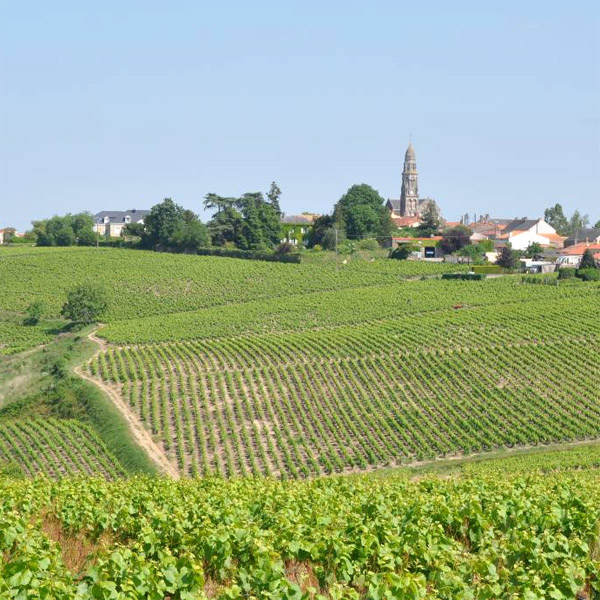 Paysage viticole ondulé des coteaux de Saint Fiacre Paysage viticole ondulé des coteaux de Saint Fiacre
