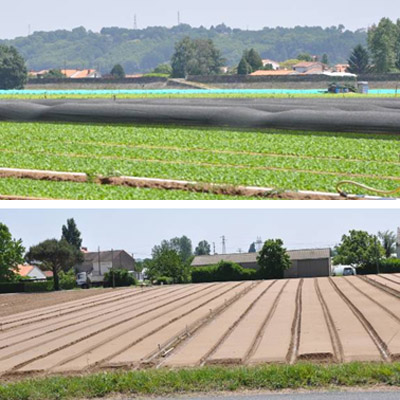 Polder maracher de la Divatte