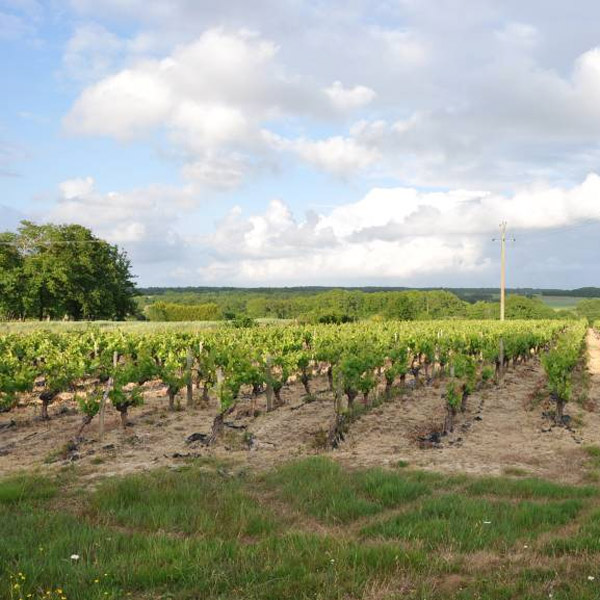 Ouverture du paysage au niveau des enclaves viticoles