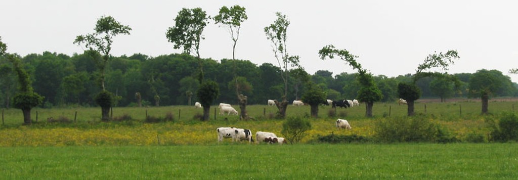 Un paysage de bocage semi-ouvert de chnes ttards o l'horizon est bois