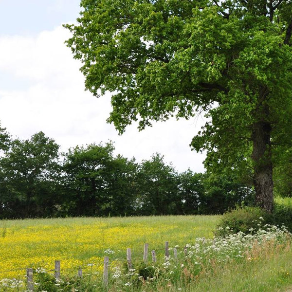  Prairie bocagre typique