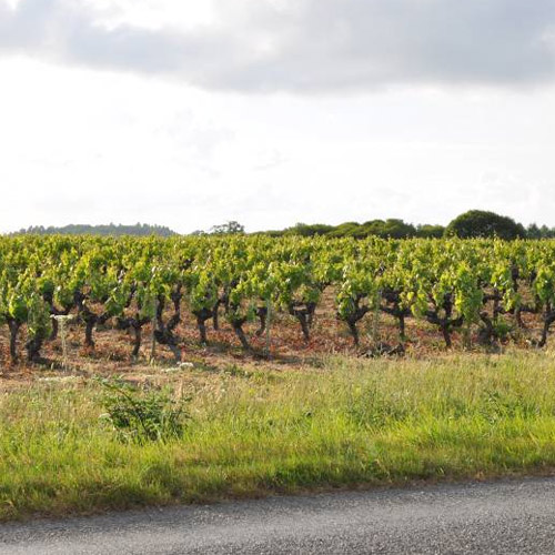 Lambeaux de paysage viticole