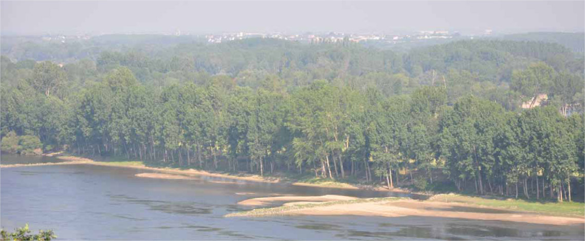 Vue depuis Saint Florent le Vieil sur le val de Loire ferm par les peupliers