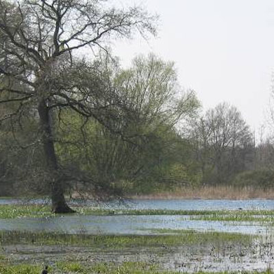 Les marais de l'Erdre