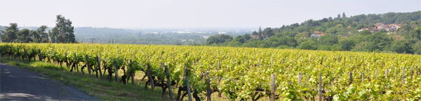 Belvédère viticole sur la vallée de la Loire