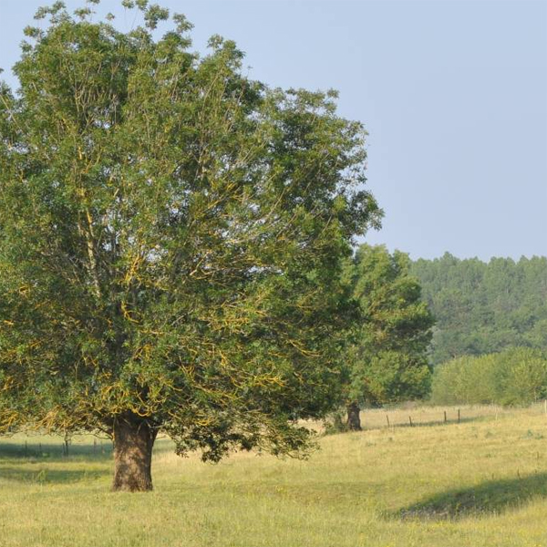 Frne ttard dans les prairies inondables du val de Loire