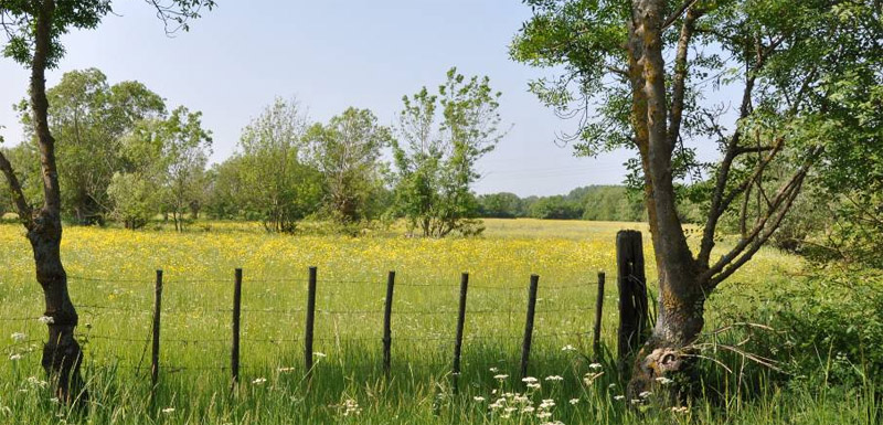 Prairies inondables au printemps