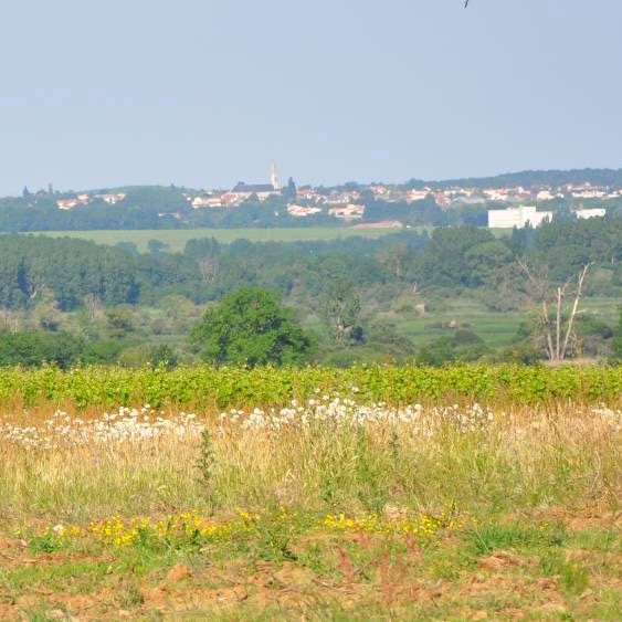 Vue sur les coteaux viticoles ceinturant le marais de Goulaine