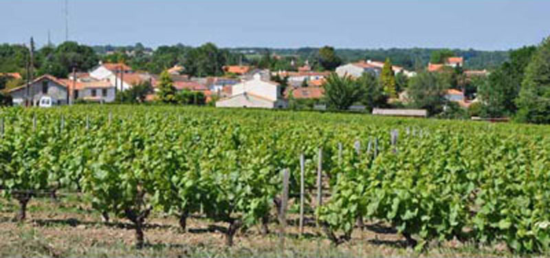 Un paysage viticole par excellence
