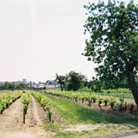 Paysage viticole  Vertou