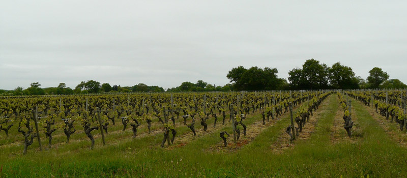 Paysage viticole