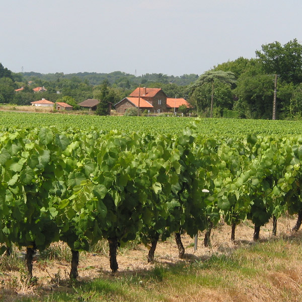 Paysage viticole aux Sorinires