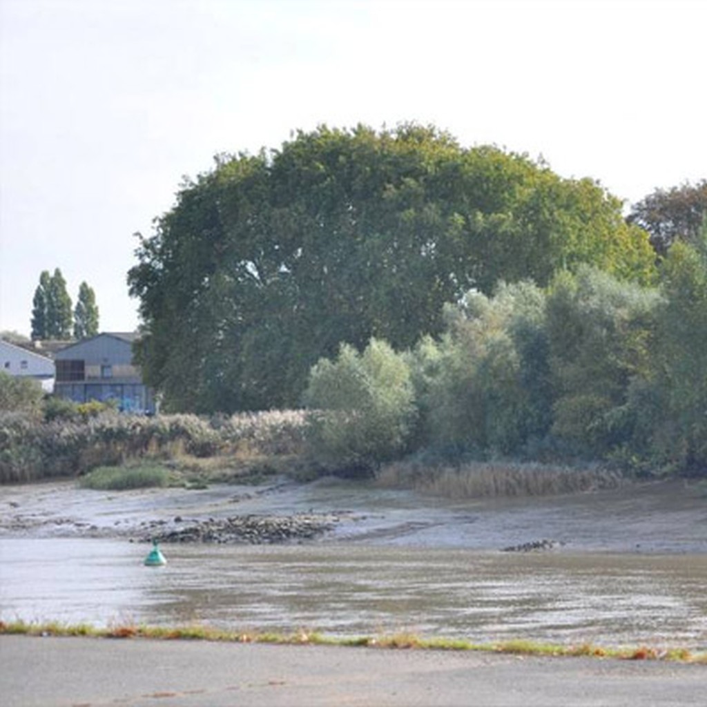 Vgtation rivulaire de la Loire (saules, peupliers et phragmites...)