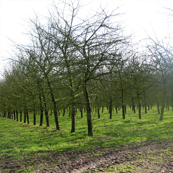 Arboriculture fruitire dans la valle de l'Isac