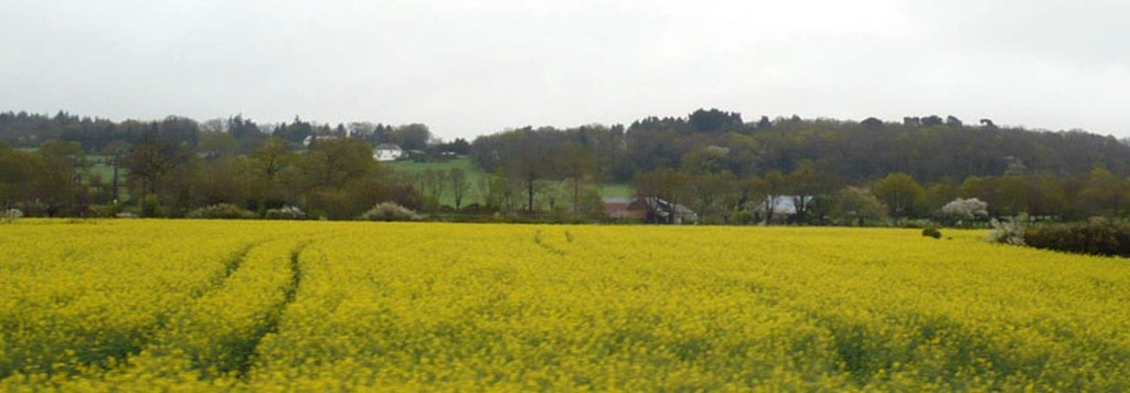 Le coteau urbanis bois du Sillon de Bretagne