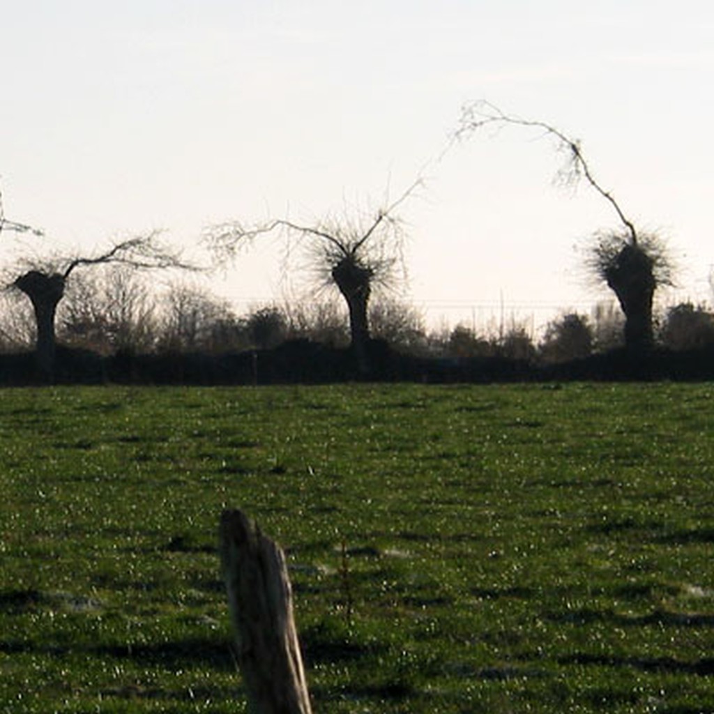 Silhouette singulire des haies avec des chnes conduits en ttards